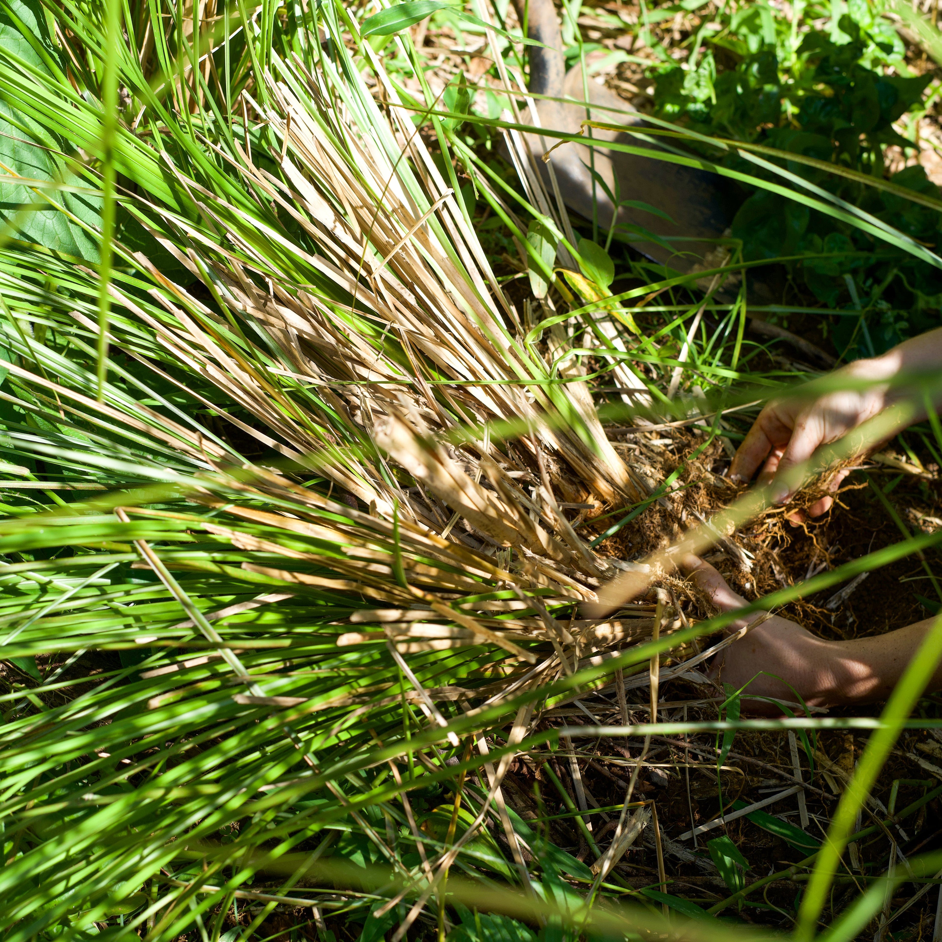 Vetiver Hydrosol